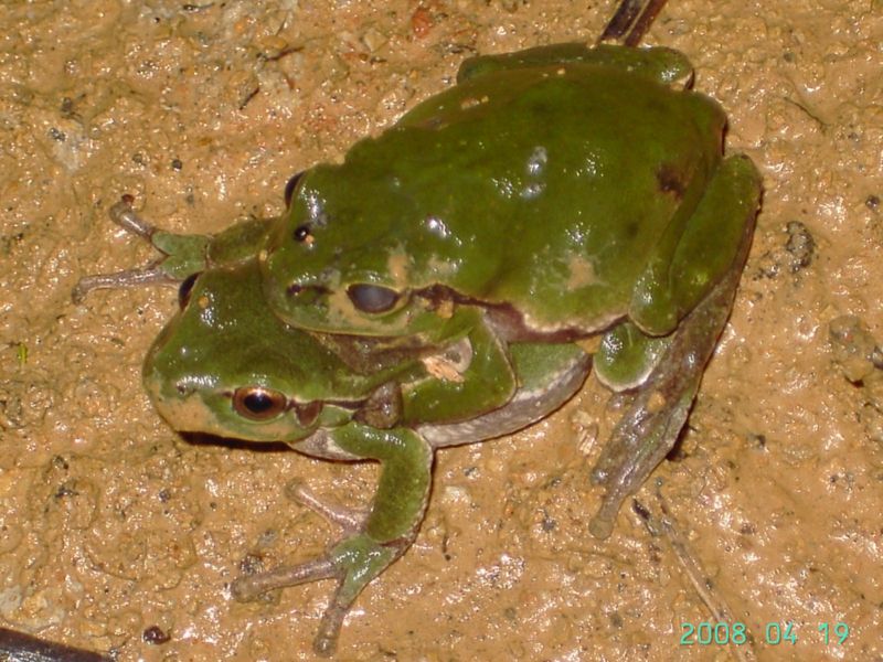 Raganella - Hyla intermedia